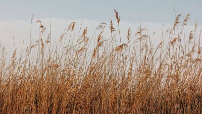В Нур-Султане и семи регионах объявили штормовое предупреждение
