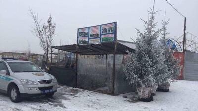 В Алматинской области конфискованные живые ёлки отдают в детские учреждения