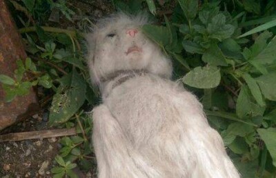 Полиция разобралась с повешенным в алматинском дворе котом