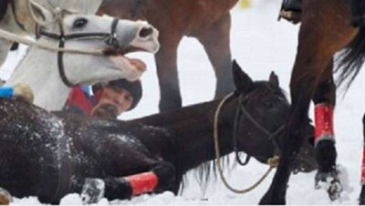 После матча по кок-бору в Москве начали проверку по факту жестокого обращения с животными