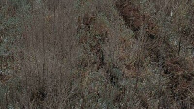 В Актобе засохли 1,2 млн саженцев. На них потратили 71 млн тенге, но не поливали