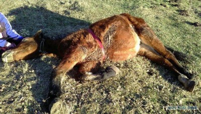 В Атырауской области зафиксировали падёж лошадей