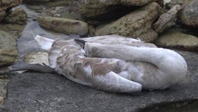 Птичий грипп мог стать причиной гибели лебедей в Актау - экологи