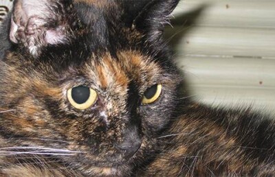 "125-летняя" кошка скончалась в США