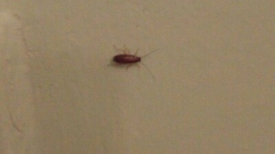 Пациенты больницы в Усть-Каменогорске пожаловались на тараканов и постный суп