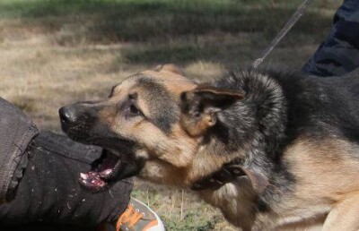 Бешеная овчарка искусала своих хозяек в Семее