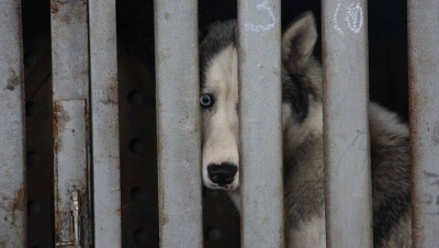 Белое пятно на карте мира. Почему в Казахстане высокий уровень жестокости к животным?
