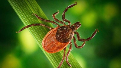 В Алматы 116 человек пострадали от укусов клещей
