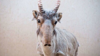 МСХ обратилось в полицию в поисках семьи, загнавшей сайгака в Акмолинской области 