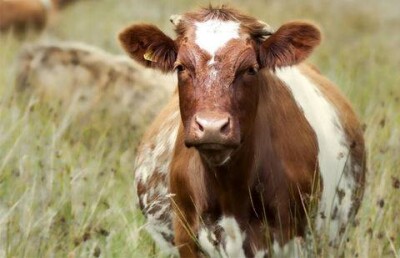 Корова спасла хозяйку, которую пытались убить старшие братья в Индии