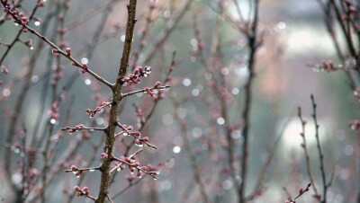Дожди сохраняются на большей части Казахстана 18 апреля 