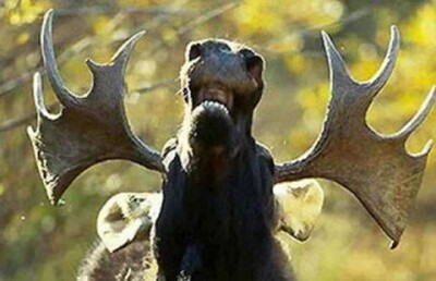 Бешеного лося пришлось пристрелить в Костанайской области