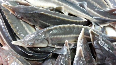 Браконьеров из Азербайджана приговорили к 2,5 года и выплате ущерба в 190 млн тенге в Мангистау