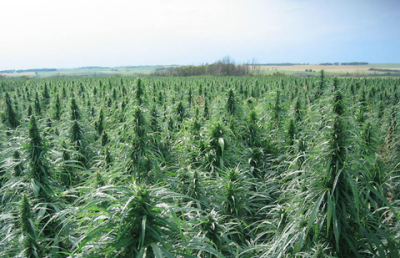 Более трёх тонн конопли "накосили" полицейские в Кызылорде