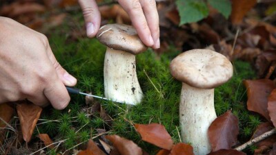 Запредельную концентрацию тяжёлых металлов нашли в грибах, собранных в Усть-Каменогорске