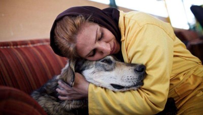 Почему в Европе нет бродячих псов