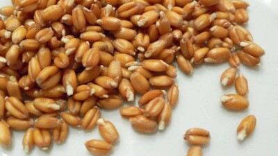 Более 100 тонн продукции из России, Китая и Узбекистана не пропустил в страну Минсельхоз