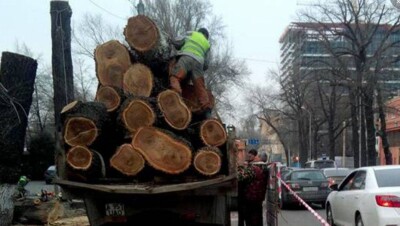 За спил деревьев возле аэровокзала в Алматы уволен высокопоставленный чиновник