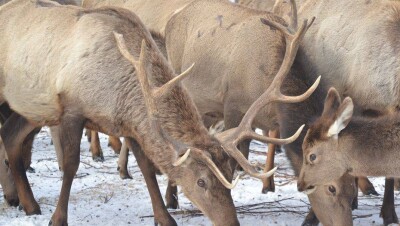 В Северном Казахстане егеря "накрывают поляну" для лесных обитателей