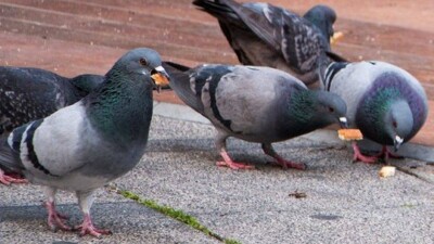 Алматинцы обеспокоены массовой гибелью голубей