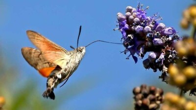 Неизвестное летающее существо астанчане приняли за колибри