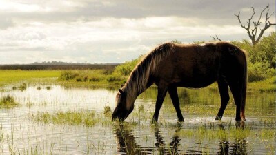 Массовая гибель скота у водопоя в Каратау: прокуратура начала расследование