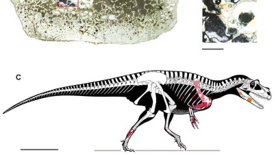 В Италии обнаружили останки "прадеда" тираннозавров