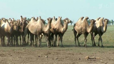 Карантин по бешенству объявили в селе Жармыш Мангистауской области 