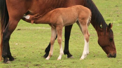 Ветеринары назвали причину гибели новорождённых жеребят в Костанайской области