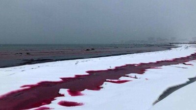 Вода у берега Каспийского моря окрасилась в красный цвет