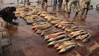 За два года у браконьеров в Атырауской области было изъято более 600 транспортных средств 