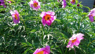 Казахстанку задержали на китайской границе за провоз дорогостоящих червей