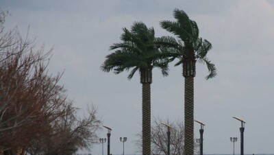 В Актау вандалы повредили 10 искусственных пальм