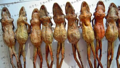 Из Китая в Казахстан пытались провезти пакет с засушенными лягушками и змеями