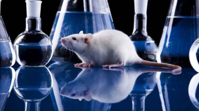 Препарат, блокирующий распространение рака у мышей, создали учёные в США