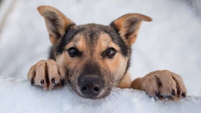 Акимат Балхаша выделил волонтёрам землю под приют для собак