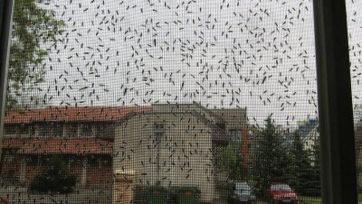 Высокую комиссию по борьбе с мошкарой предложил создать депутат Мажилиса