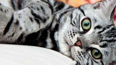 2% алматинцев верят, что после воспитательных бесед люди перестанут выбрасывать животных