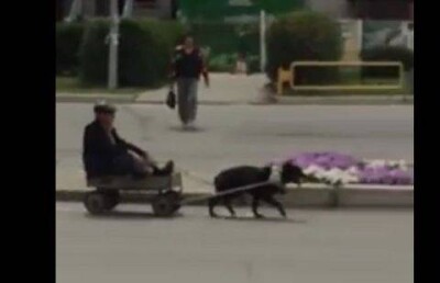 Дед прокатился по центру Семея на тележке, запряжённой дворнягой