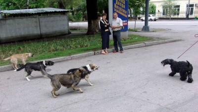 Виток эволюции: злая собака не может быть креатурой доброго человека