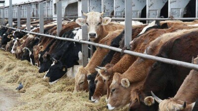 Қазақстан экономикасының тоқырауы және одан шығар жол