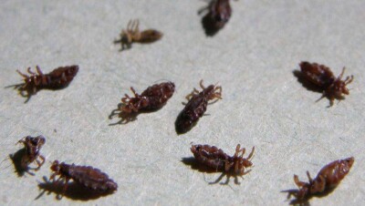 Жители Алматинской области пожаловались на нашествие вшей