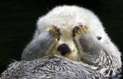 Валентинки на День влюблённых достались даже японским выдрам