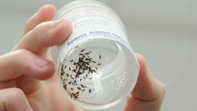 Блохи не дают тепловикам Уральска работать в подвалах многоэтажек 