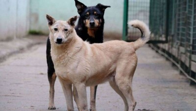 Совет по защите животных создадут в Нур-Султане