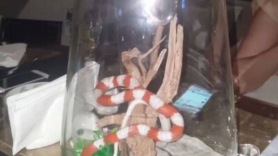 Рептилии и рыбки живут в кальянах одного из столичных ресторанов 