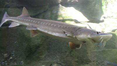 В Актау парень пытался выкрасть из аквариума местную достопримечательность – метровую белугу 