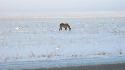 Двоих мужчин нашли замёрзшими насмерть недалеко от сёл в Павлодарской области