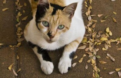 ПКСК Костаная не признаются в отравлении кошек