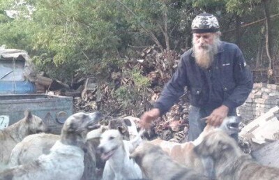 Во дворе костанайца живут более 150 собак 